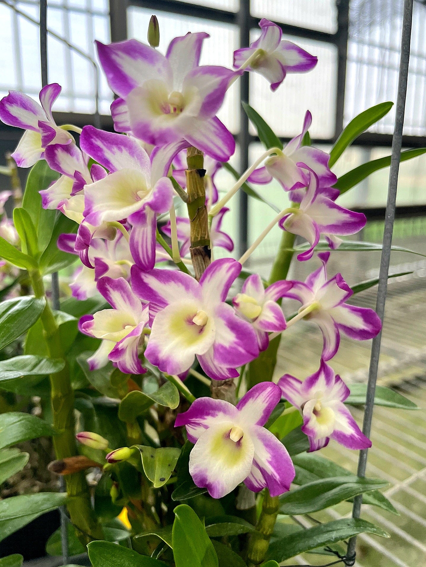 Dendrobium Hamana Lake &