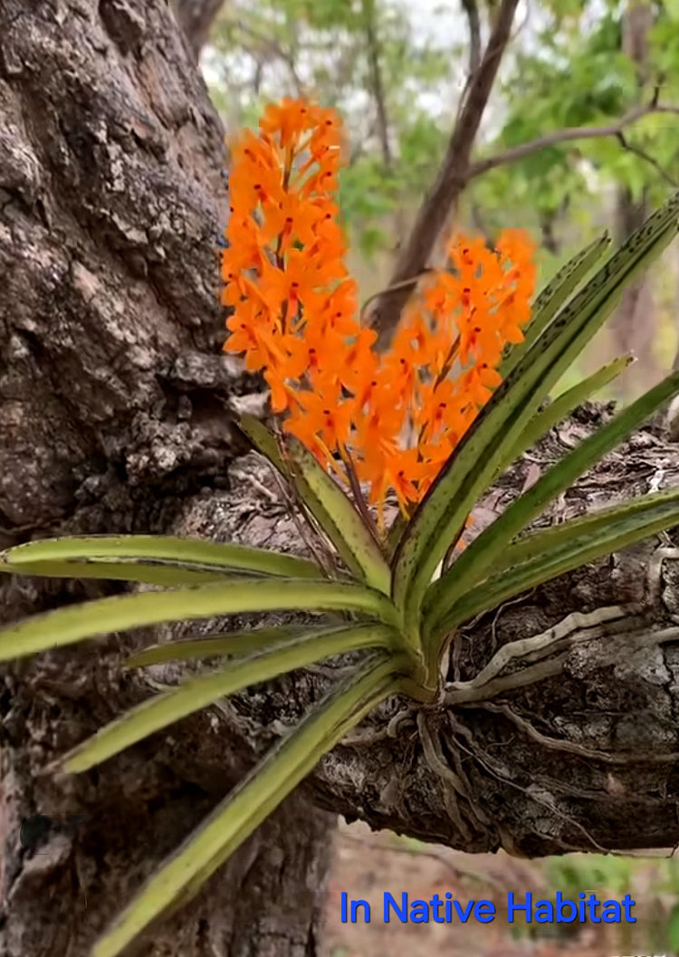 Ascocentrum Miniatum PlantMadness