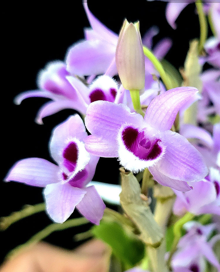 Dendrobium parishii PlantMadness