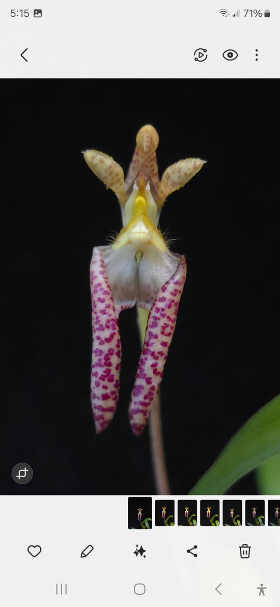 Bulbophyllum lasiochilum "yellow"