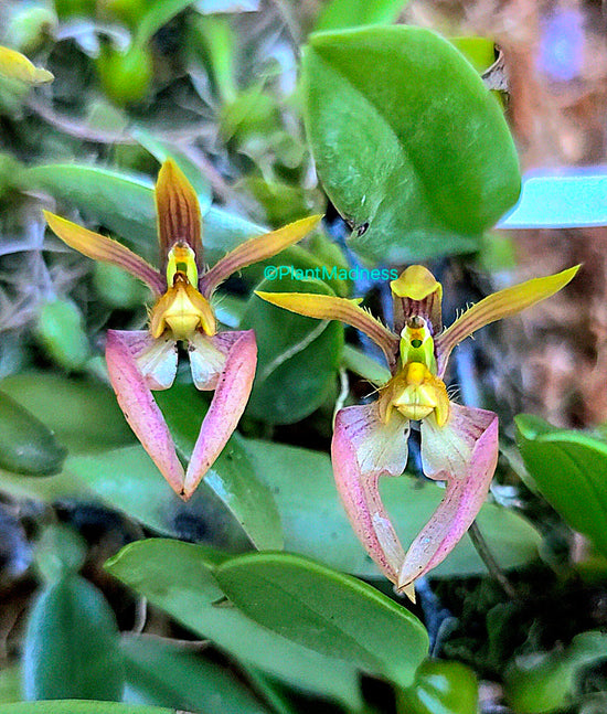 Bulbophyllum lasiochilum "Burma"