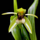 Coelogyne carinata