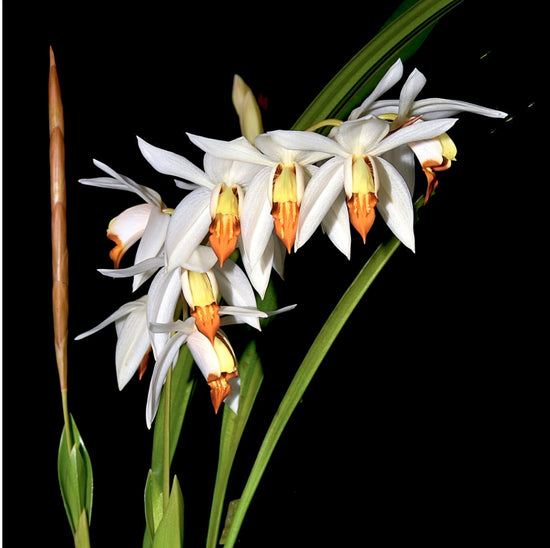 Coelogyne pseudoviscosa