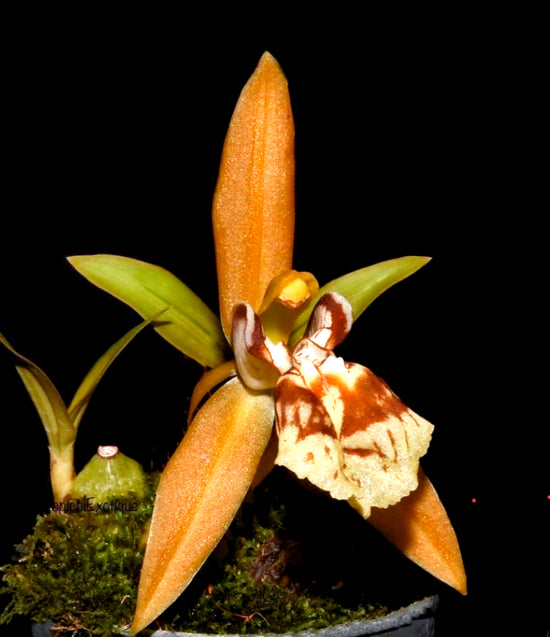 Coelogyne schilleriana