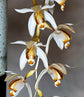 Coelogyne swaniana