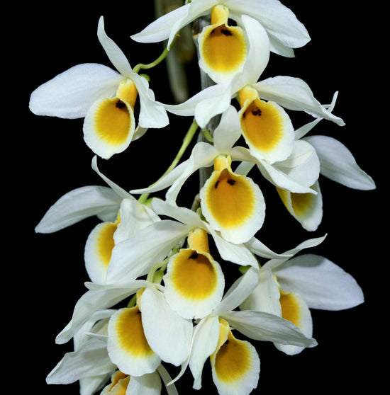 Dendrobium bensoniae