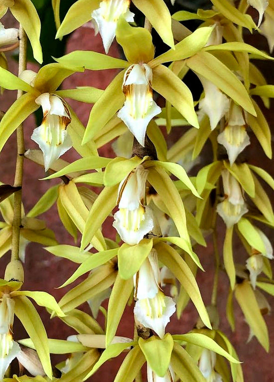 Coelogyne rochussenii