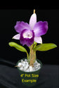 Cattleya Cariad&