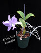 Cattleya Brazilian Jewel var. coerulea