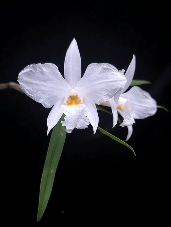 Dendrobium infundibulum