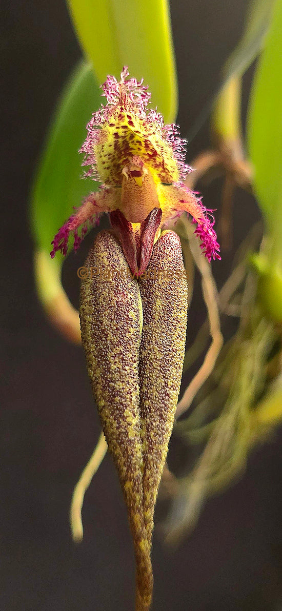 Bulbophyllum fascinator