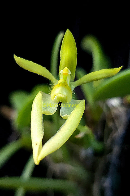 Bulbophyllum lasiochilum "alba "