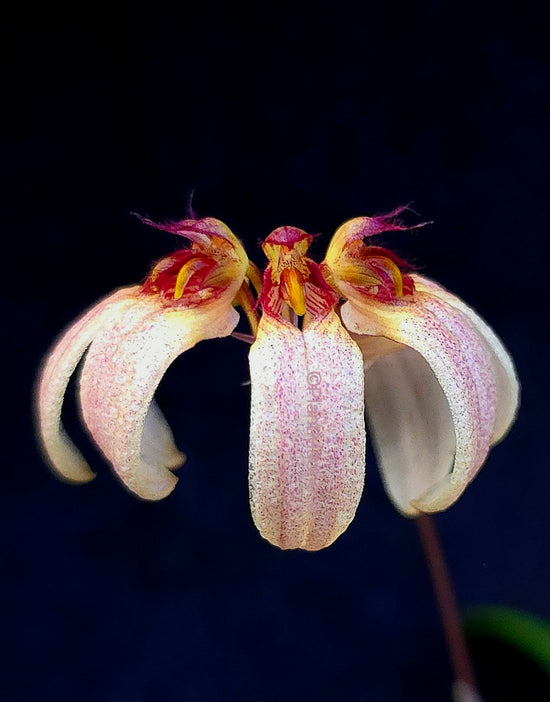 Bulbophyllum lepidum