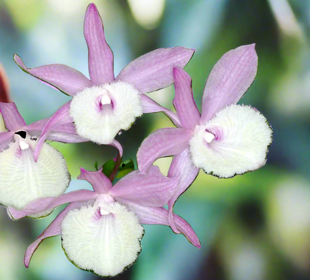 Dendrobium aphyllum krairith PlantMadness