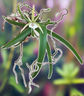 Angraecum praestans