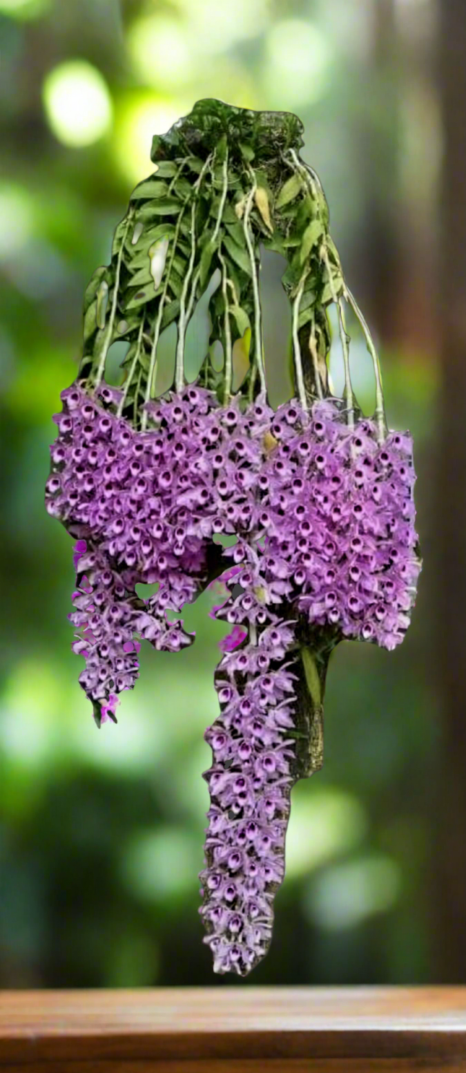 Dendrobium anosmum ( Dendrobium superbum ) PlantMadness