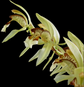 Coelogyne annamensis