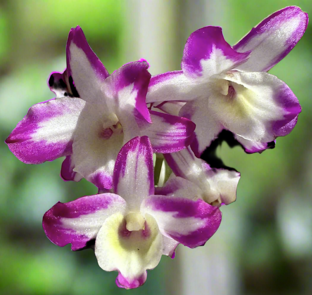 Dendrobium Hamana Lake &