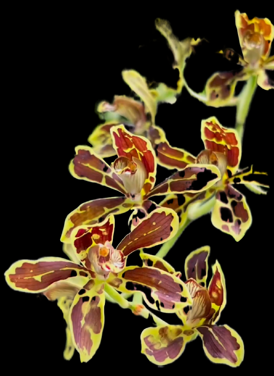 Grammatophyllum Dwarf Form PlantMadness