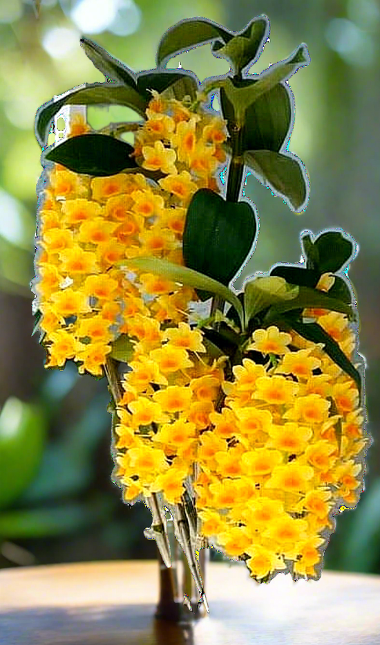 Dendrobium densiflorum