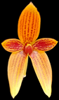 Bulbophyllum pardalotum