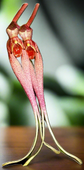 Bulbophyllum biflrorum