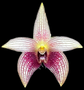 Bulbophyllum facetum