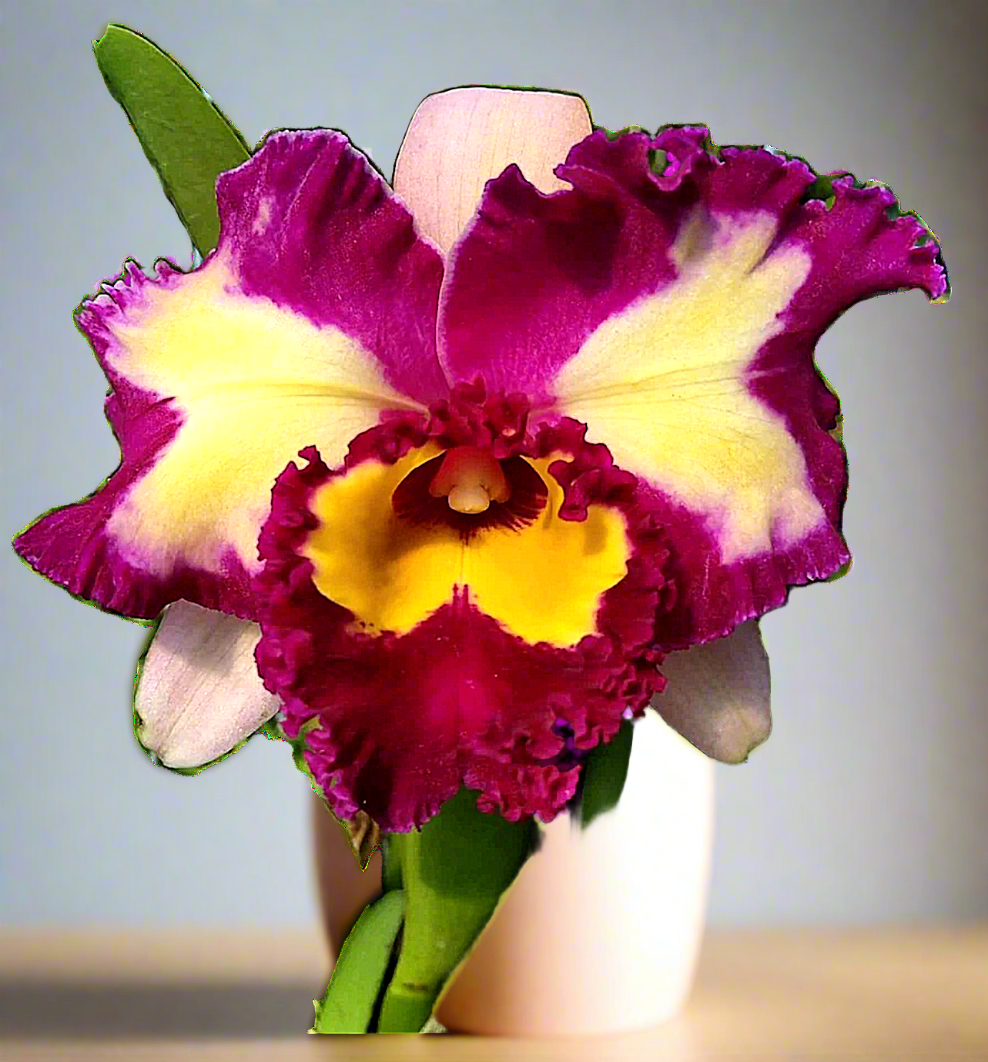 Rlc. Chinese Beauty "Orchid Queen" PlantMadness