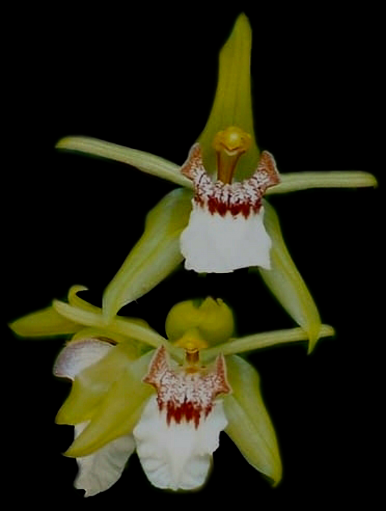 Coelogyne marmorata