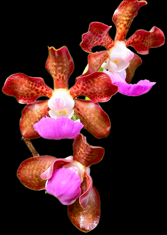 Vanda insignis