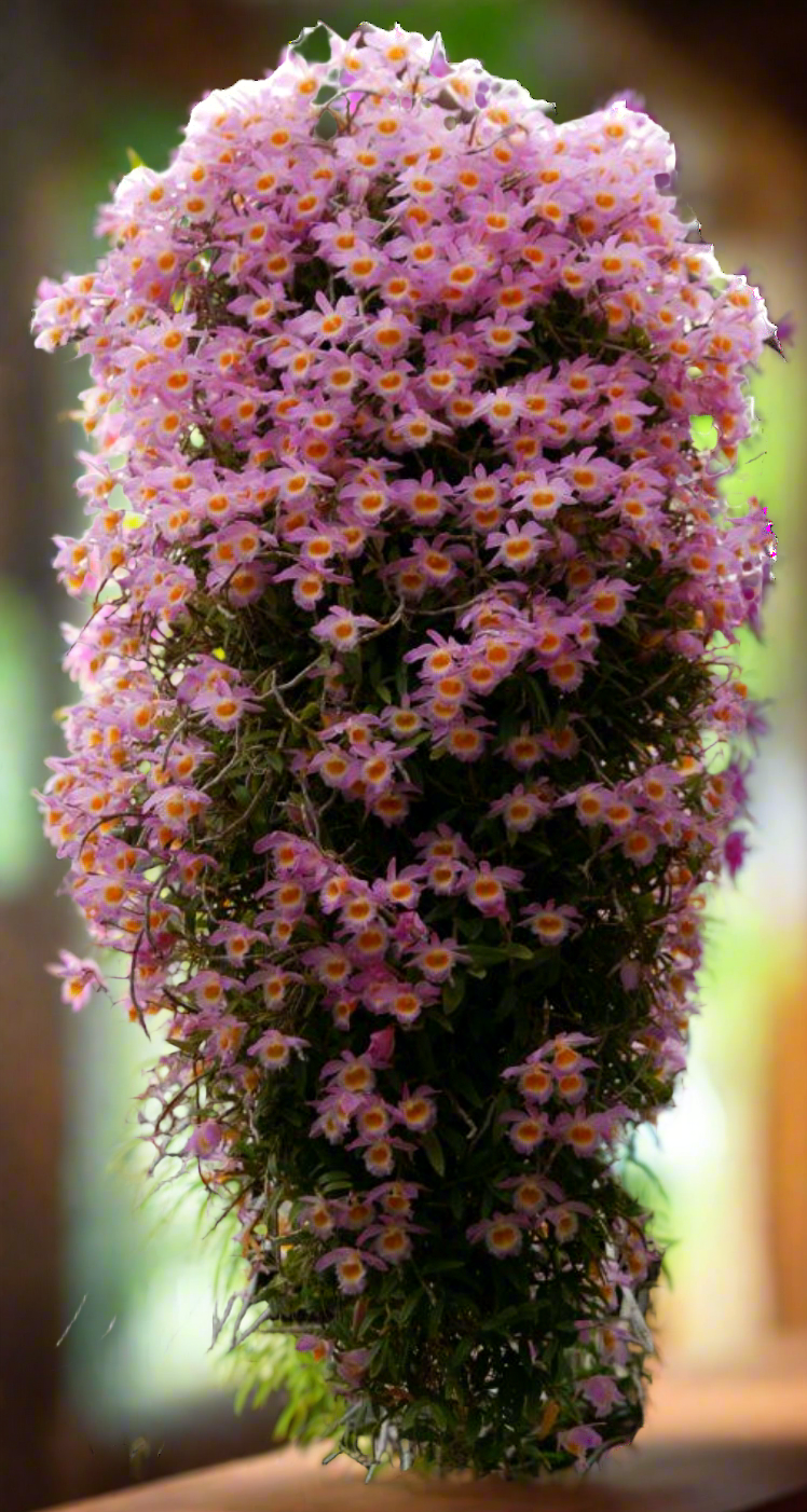 Dendrobium loddigesii PlantMadness