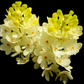 Ascocentrum ampullaceum alba