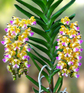 Aerides houlletiana