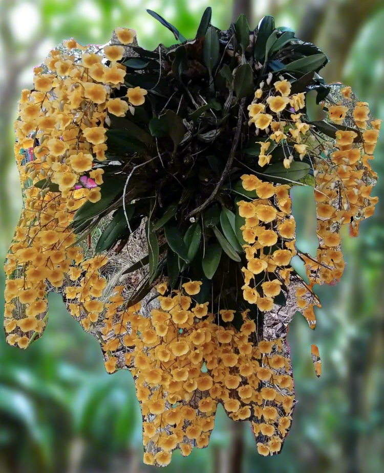 Dendrobium aggregatum( Dendrobium lindleyi) PlantMadness