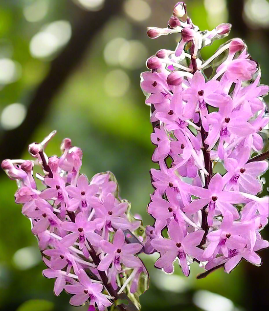 Vanda christensoniana