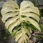 Monstera Borsigiana Albo PlantMadness