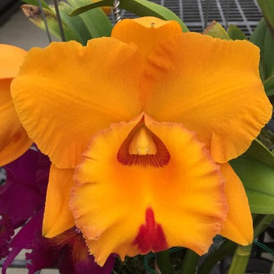 Rlc. Village Chief Headache "Golden Baby" (Copy) PlantMadness