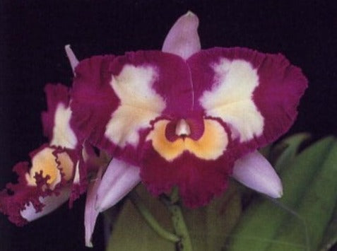 Rlc. Chinese Beauty "Orchid Queen" AM/AOS PlantMadness