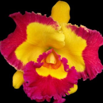 Rlc. Village Chief Rose’ Gangshan King’ PlantMadness