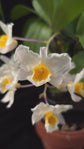 Dendrobium farmeri white