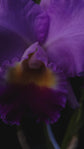 Cattleya Horace &