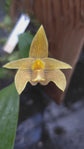 Bulbophyllum siamense