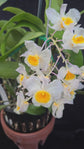 Dendrobium farmeri white