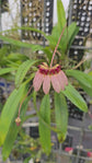 Bulbophyllum lepidum