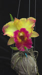 Rlc. Chomthong Fancy