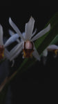 Coelogyne viscosa