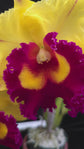 Rlc. Nakornchaisri Delight &