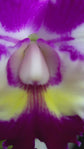 Cattleya stk jewel