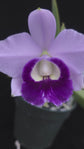 C. Mini Purple var. coerulea