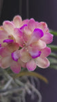 Vanda Wuttipanara Manoonya